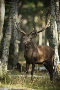 Un beau cerf dans la forêt