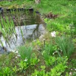 Petit pland'eau